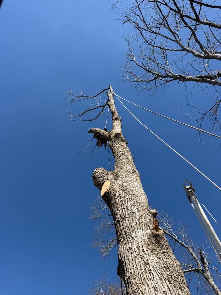 A tall, bare tree being pruned, with ropes attached and a crane visible against a bright blue sky.