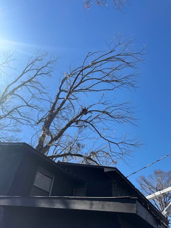 A large, bare tree branches over the roof of a dark-colored house under a clear blue sky.