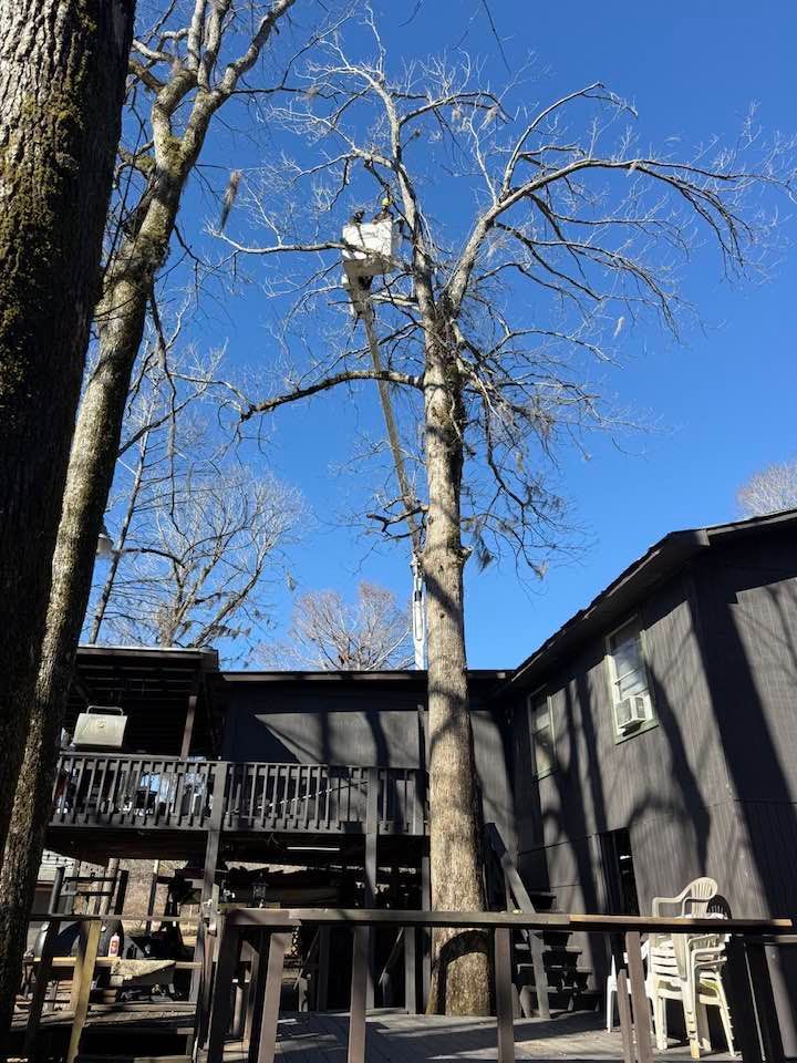 A bucket truck operator prunes a large, leafless tree next to a dark-painted house on a sunny day with a clear blue sky.