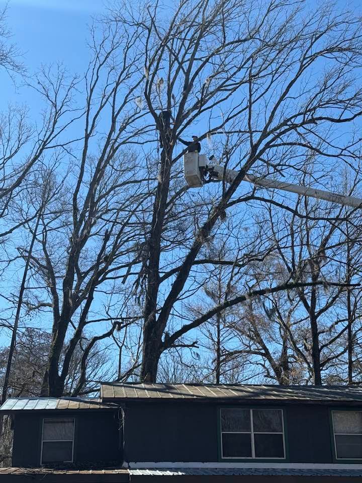 A worker in a cherry picker bucket trims the branches of a tall, leafless tree above a house roof under a clear blue sky.