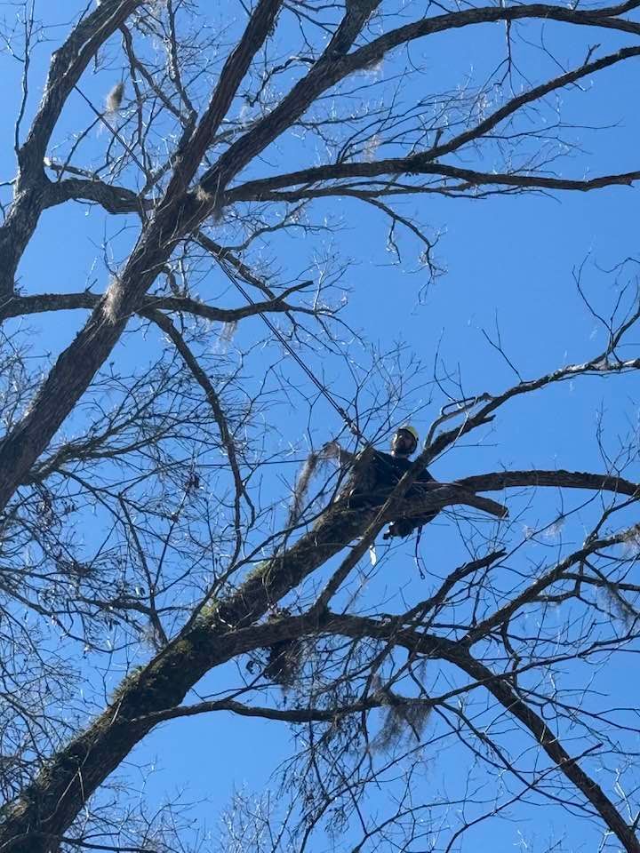 A bald eagle perched on a thin branch of a bare tree against a clear, bright blue sky.