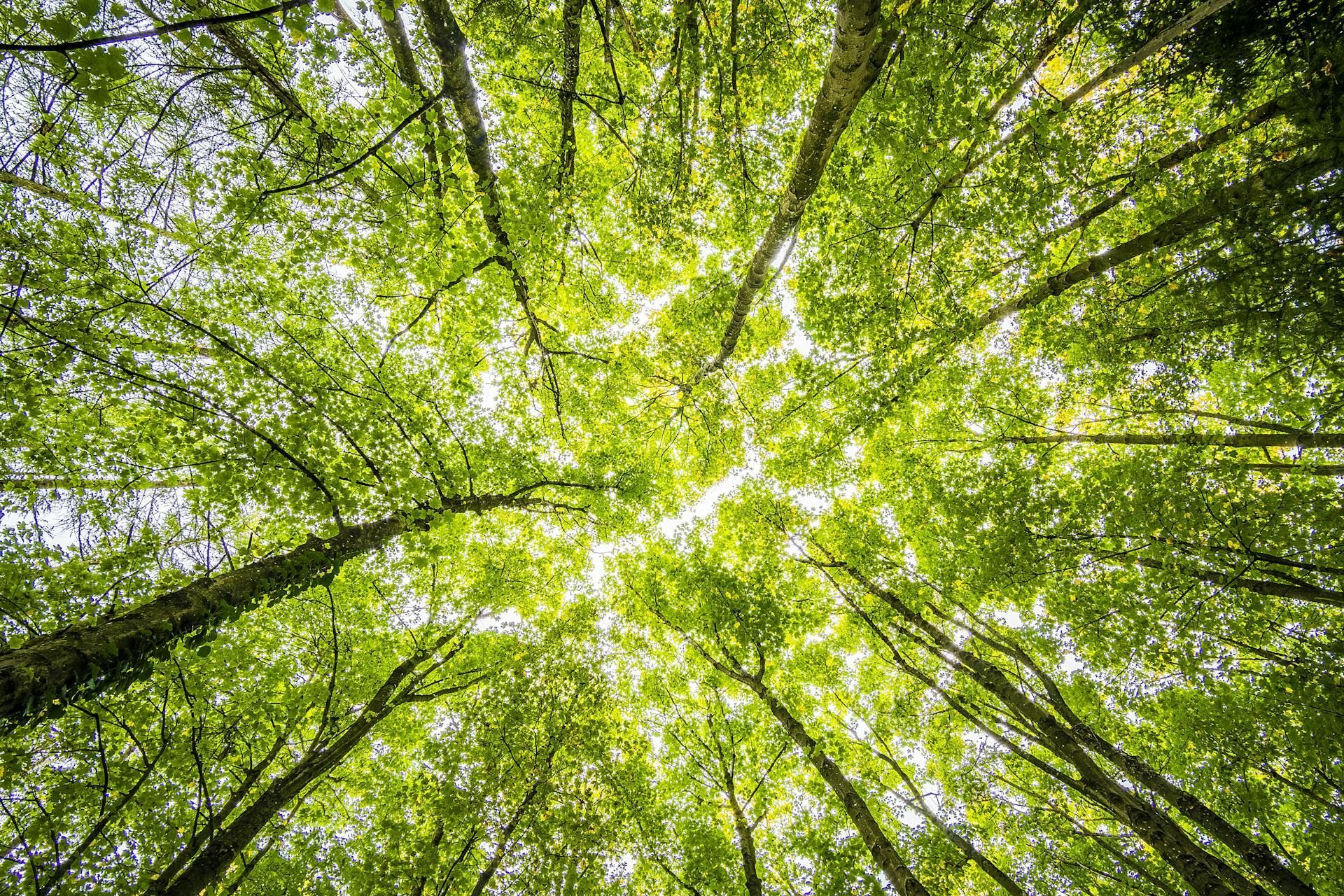 Sustainable Wood Options