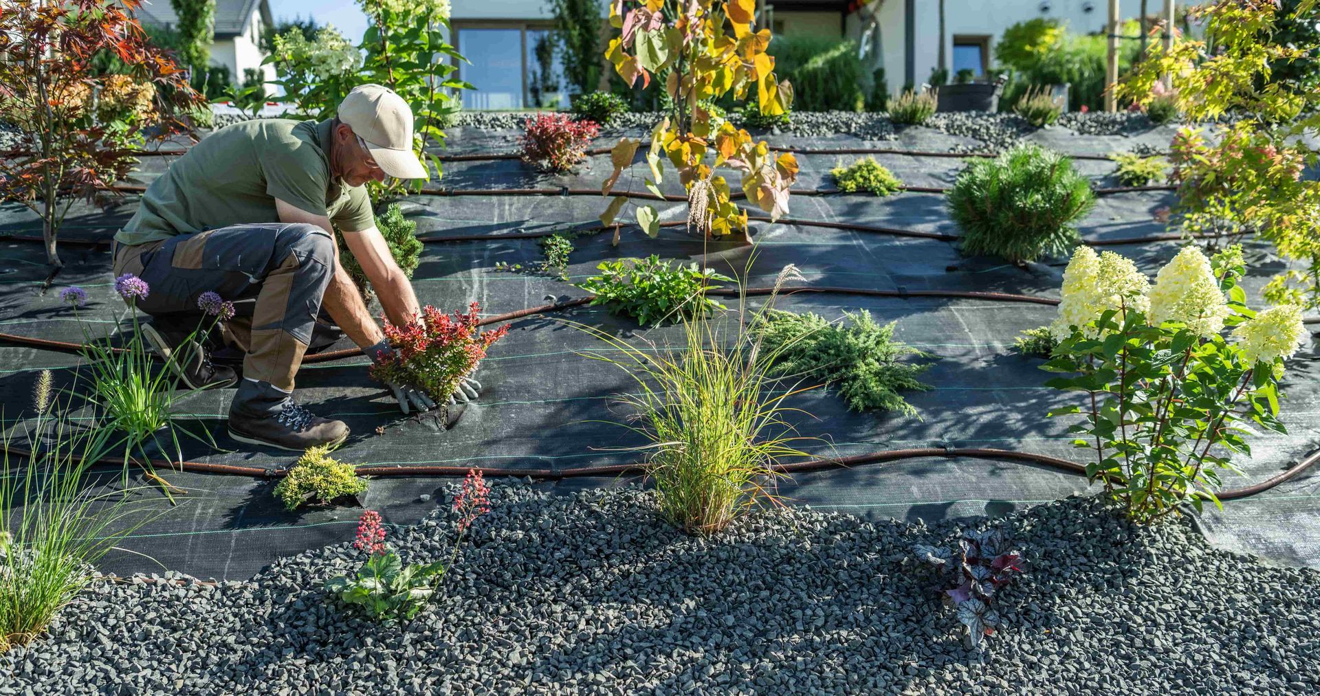 Gardener kneeling in a gravel garden, planting small shrubs under black landscape fabric.