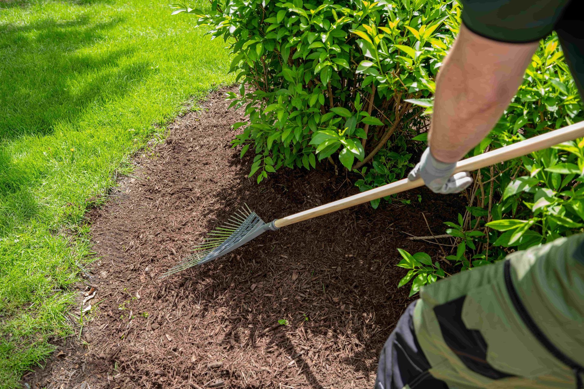 Person raking mulch around a green shrub in a garden bed on a sunny day