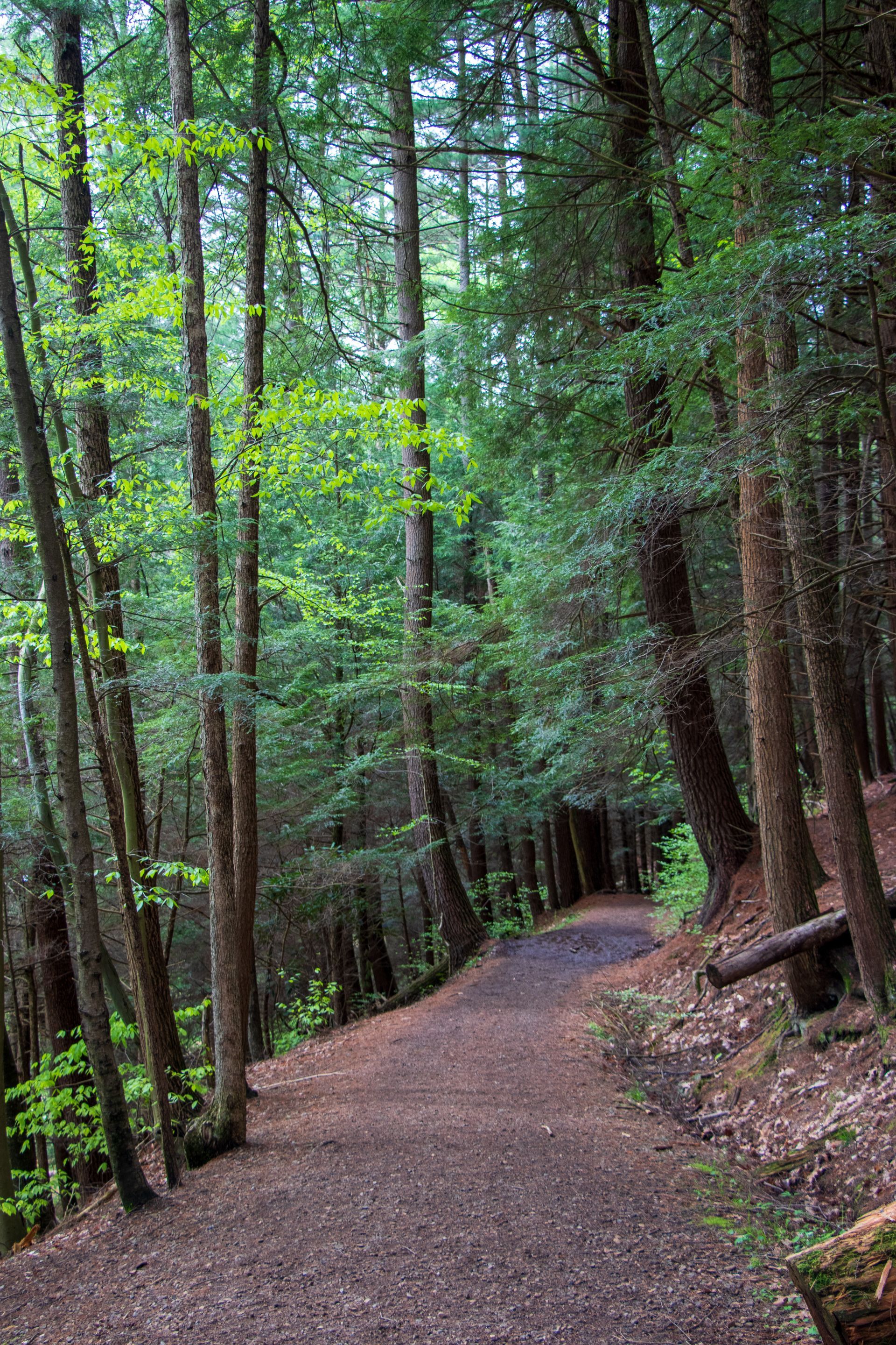 A dirt path in the middle of a forest surrounded by trees.