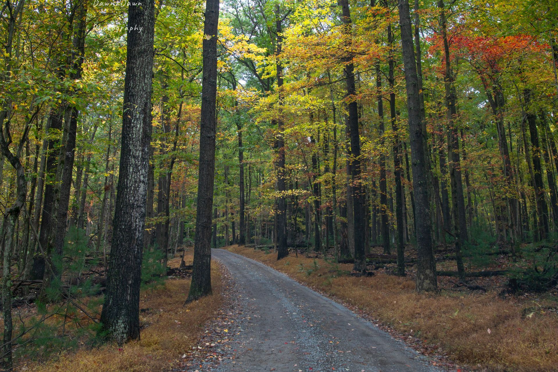 A dirt road in the middle of a forest with trees changing colors.