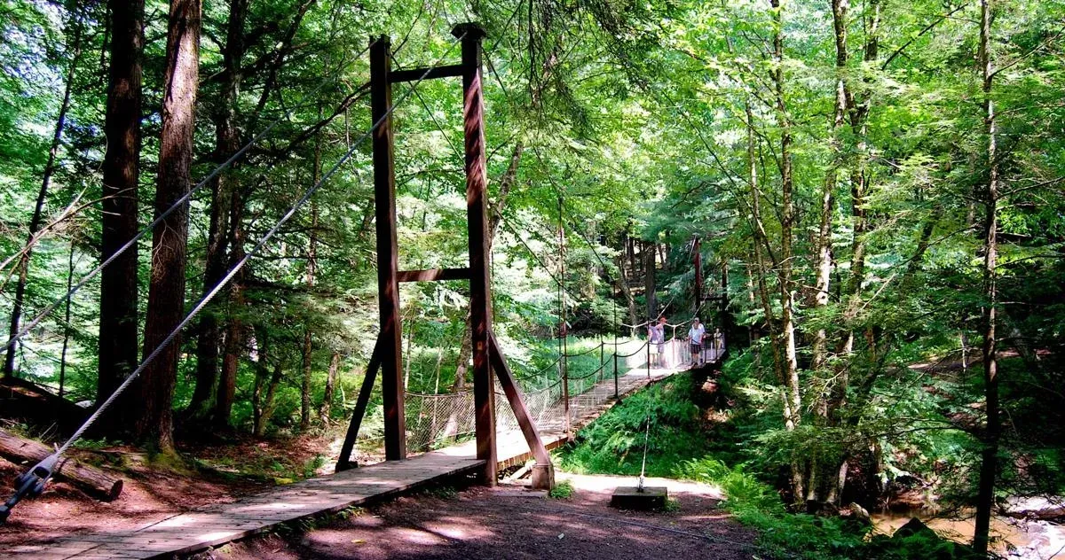 Swinging Bridge at Cook Forest