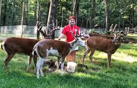 A deer with antlers is standing in a grassy field.