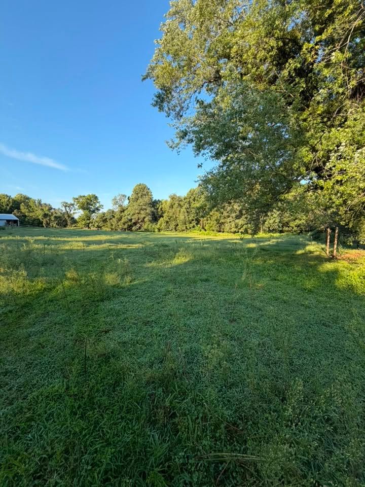 Sunny grassy field with trees under a clear blue sky