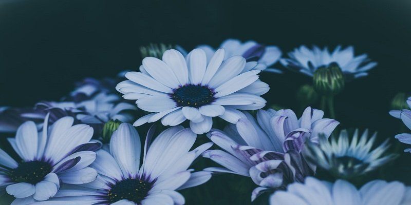 North Riverside, IL to plan cremation service