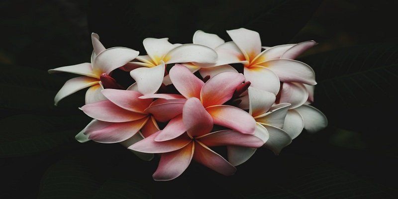 cremation service in Berwyn, IL