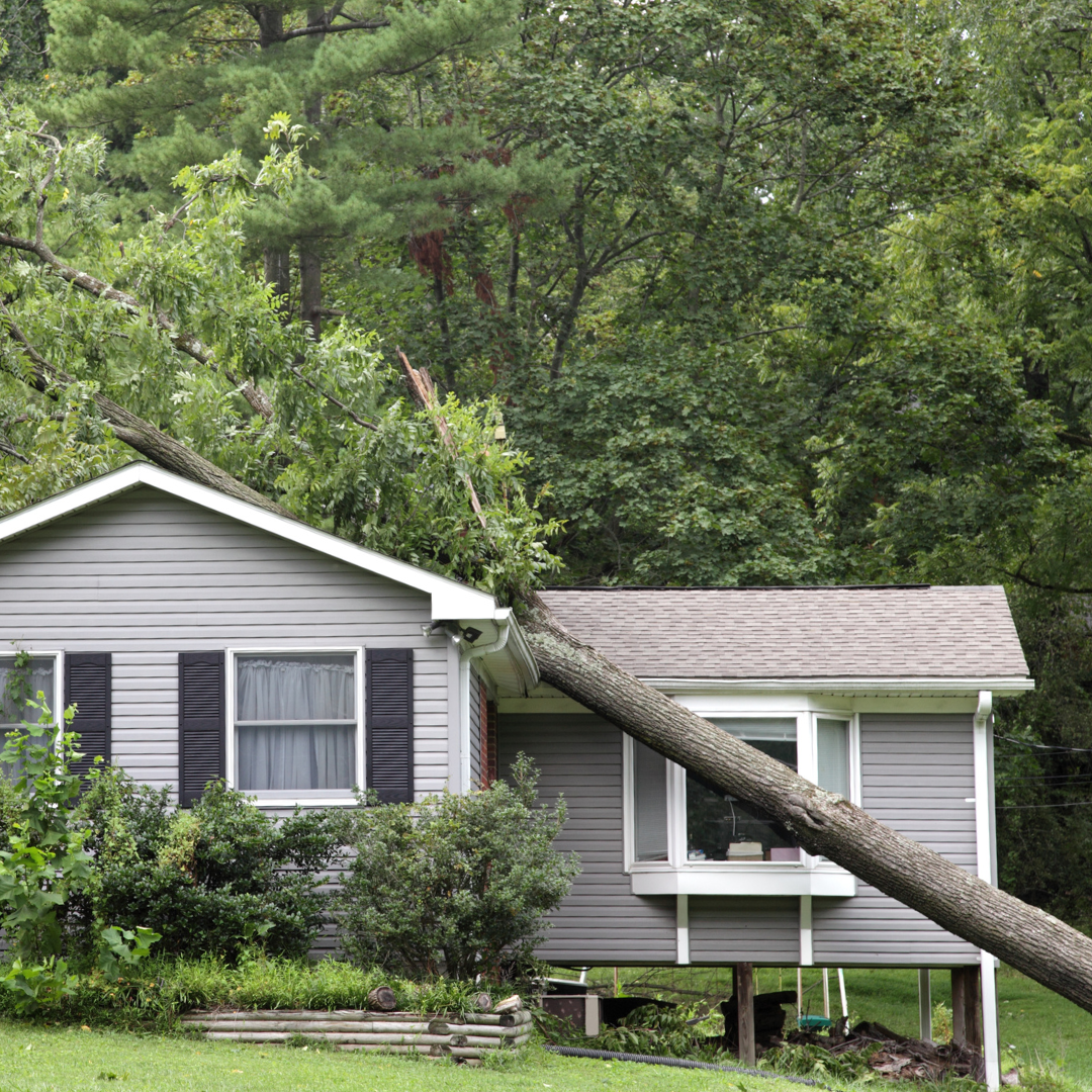 How to Prepare Your Trees for Oregon’s Storms