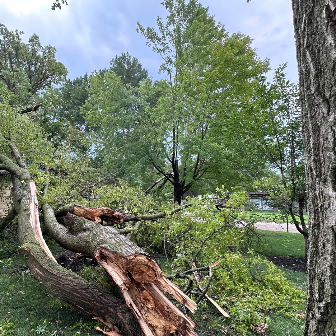 Property cleanup after storm-damaged trees were removed in Corvallis, Oregon