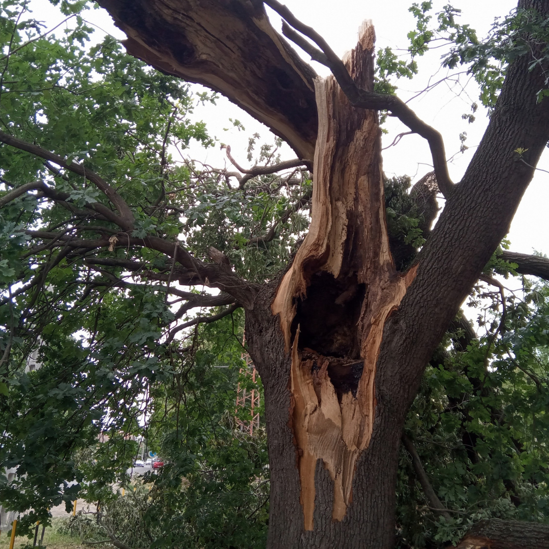 A large tree trunk with a large hole down its side, part of its branch is broken.