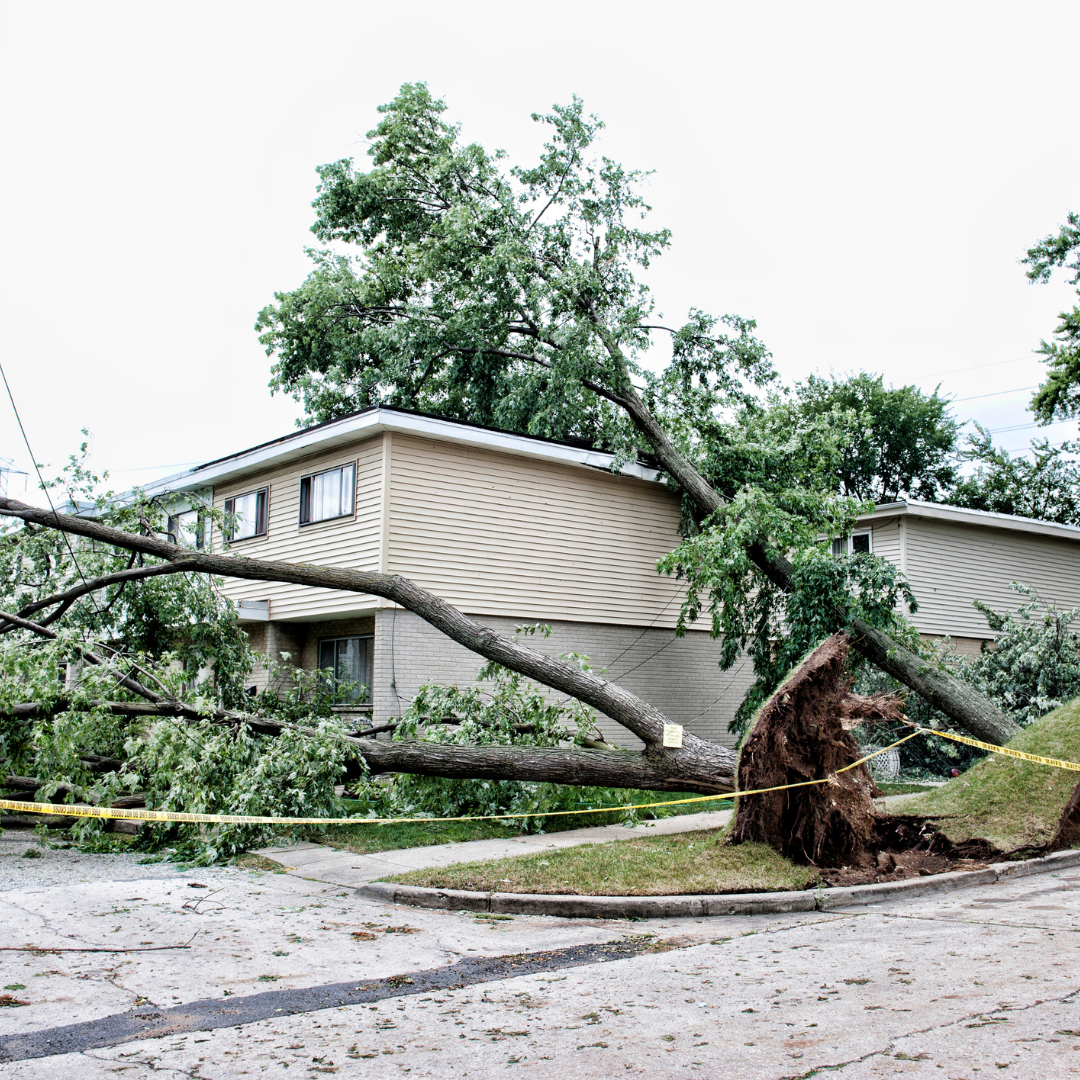 Tree fallen on a two-story house; branches cover the roof and yard, yellow caution tape present.