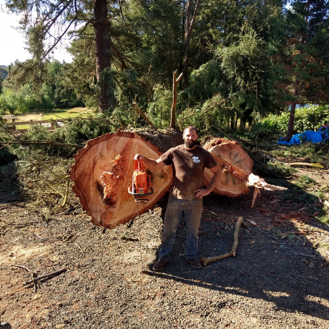 Professional tree removal crew removing large tree near home in Corvallis