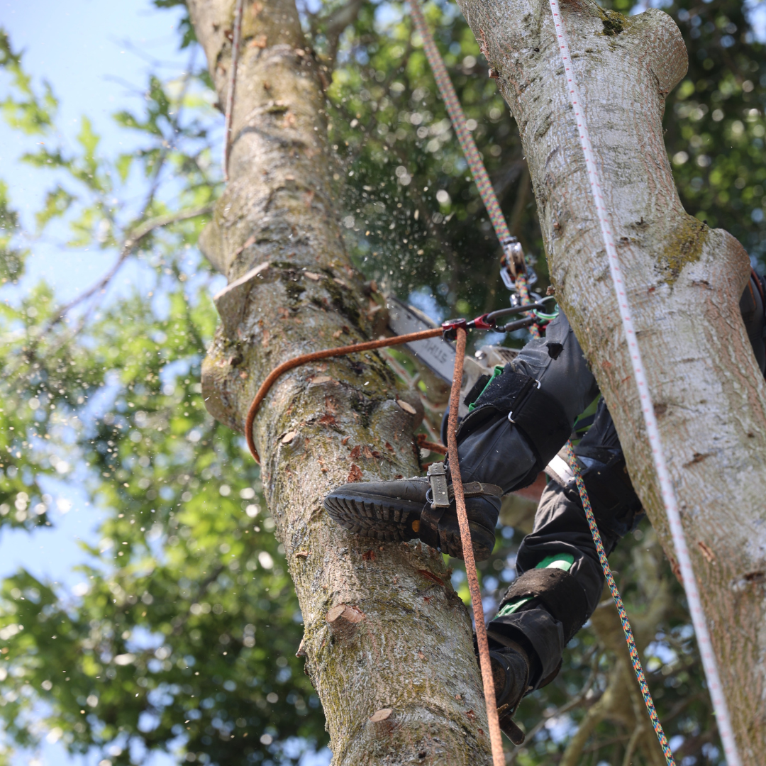 Certified arborist installing tree cabling for structural support