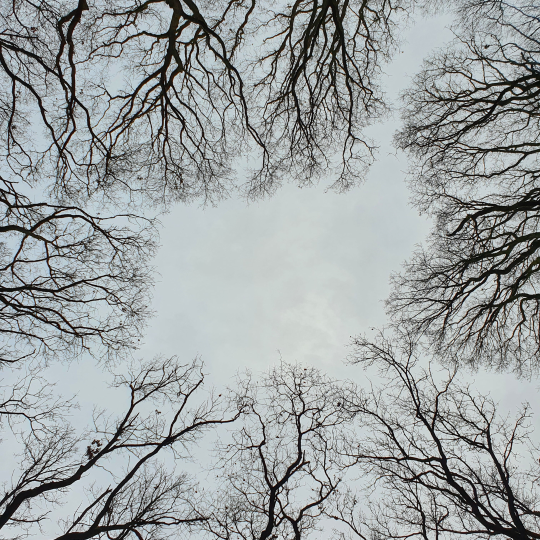 Corvallis Tree Care LLC helping homeowners maintain safe healthy trees