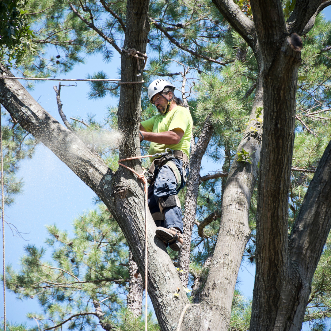 Spring Tree Health Checklist for Homeowners in  Corvallis, Corvallis Tree Care LLC,  Certified Arborist