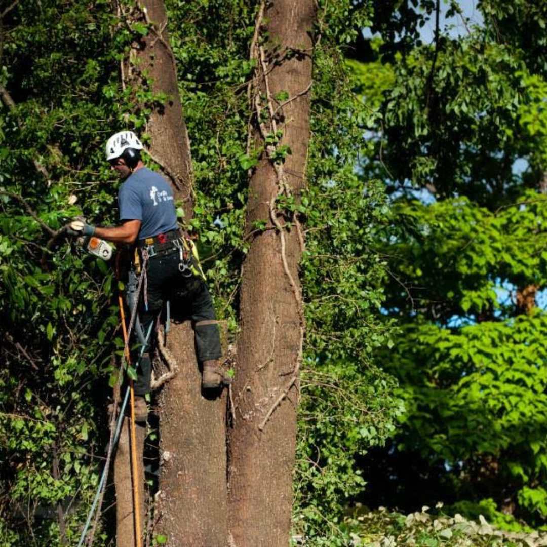 Spring Tree Health Checklist for Homeowners in  Corvallis, Corvallis Tree Care LLC,  Certified Arborist