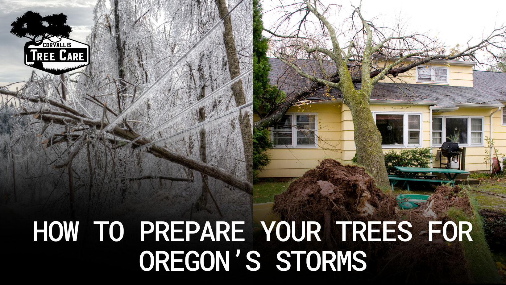 Emergency tree removal service after storm damage in Corvallis Oregon