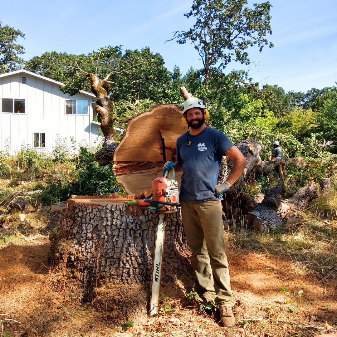 Spring Tree Health Checklist for Homeowners in  Corvallis, Corvallis Tree Care LLC,  Certified Arborist