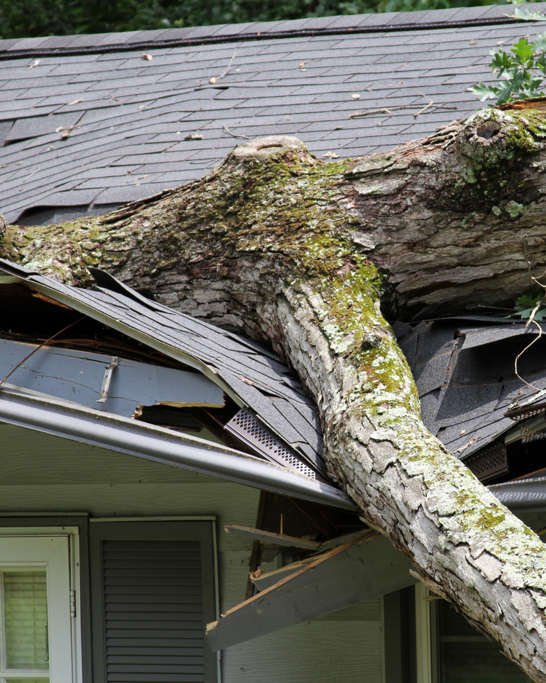 Large hazardous tree removal by Corvallis Tree Care LLC