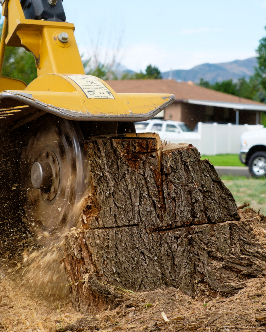 Tree stump grinding service removing old stump in Corvallis Oregon