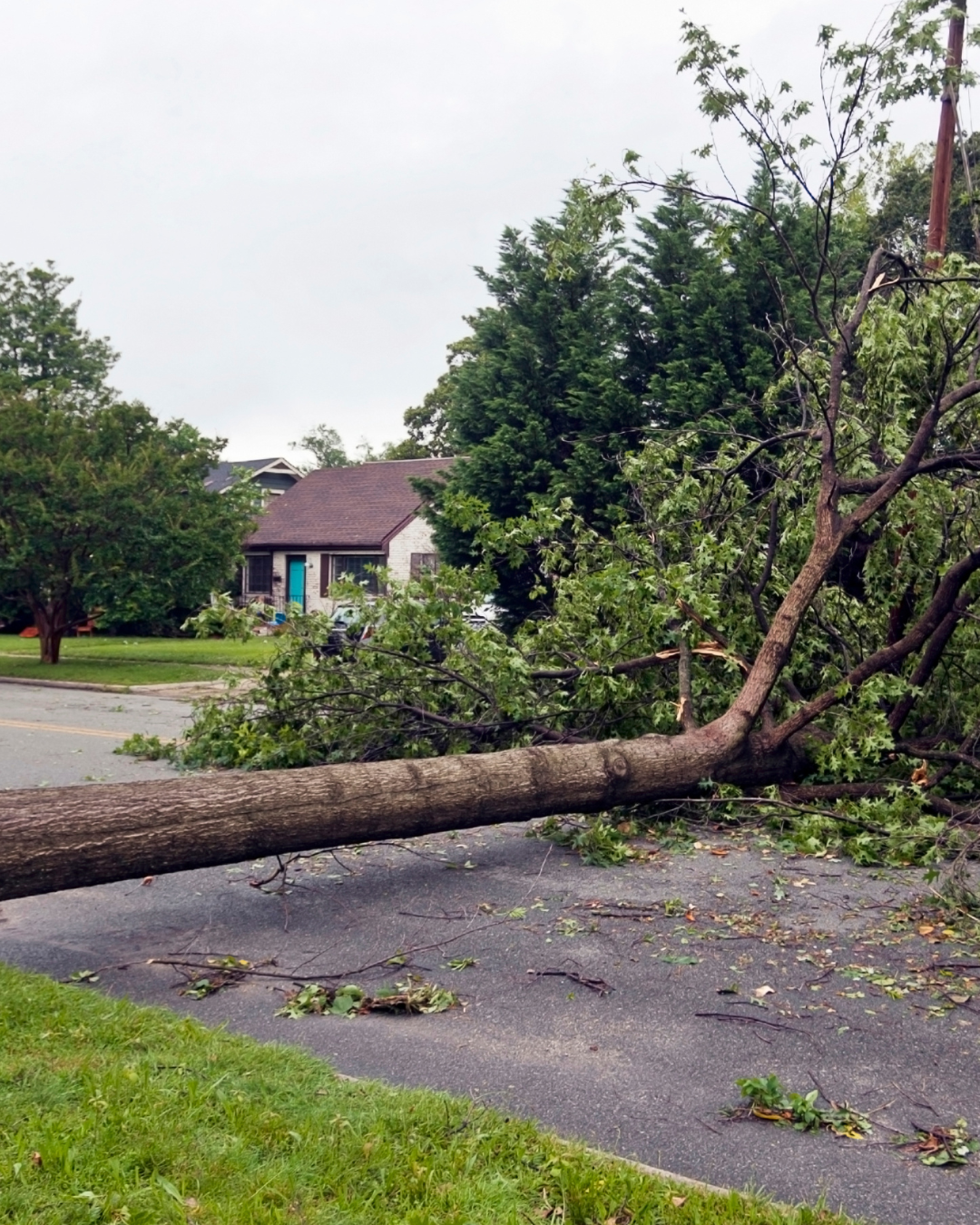 Fallen tree blocking a street in front of a house with a blue door and green foliage.