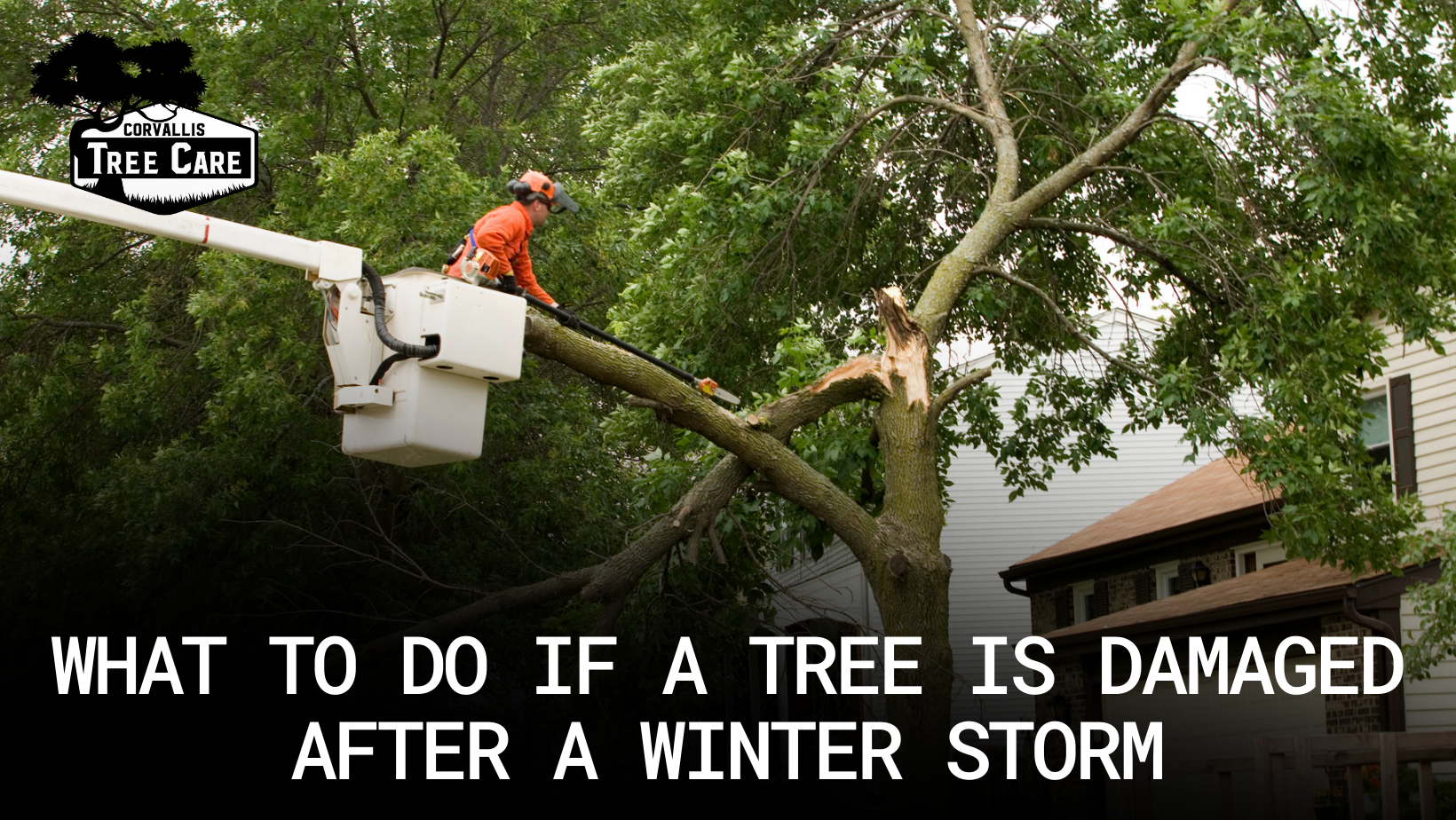 A tree damaged after a winter storm is being trimmed by a person in a bucket truck.