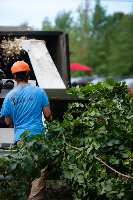 Tree stump removal and grinding service by Corvallis Tree Care LLC
