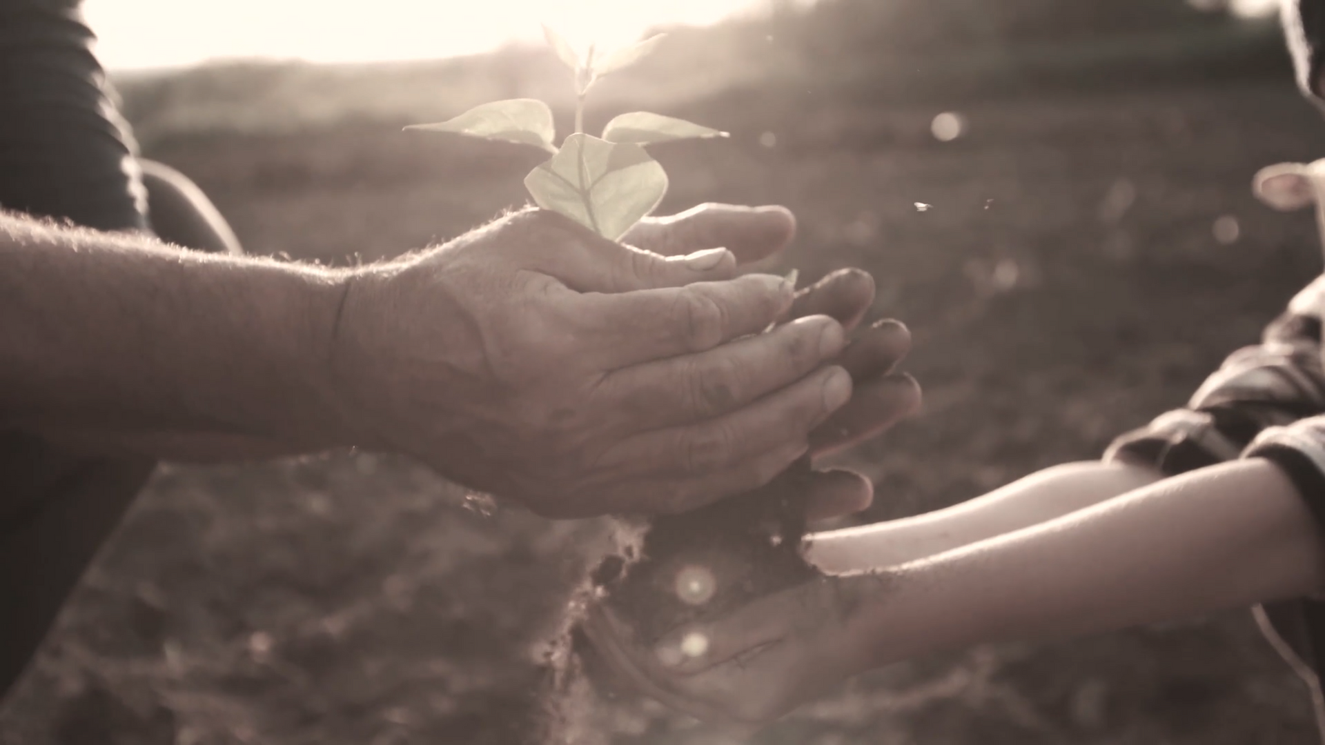 Hands holding a seedling, passing it to another. Sunlight streams in the background.