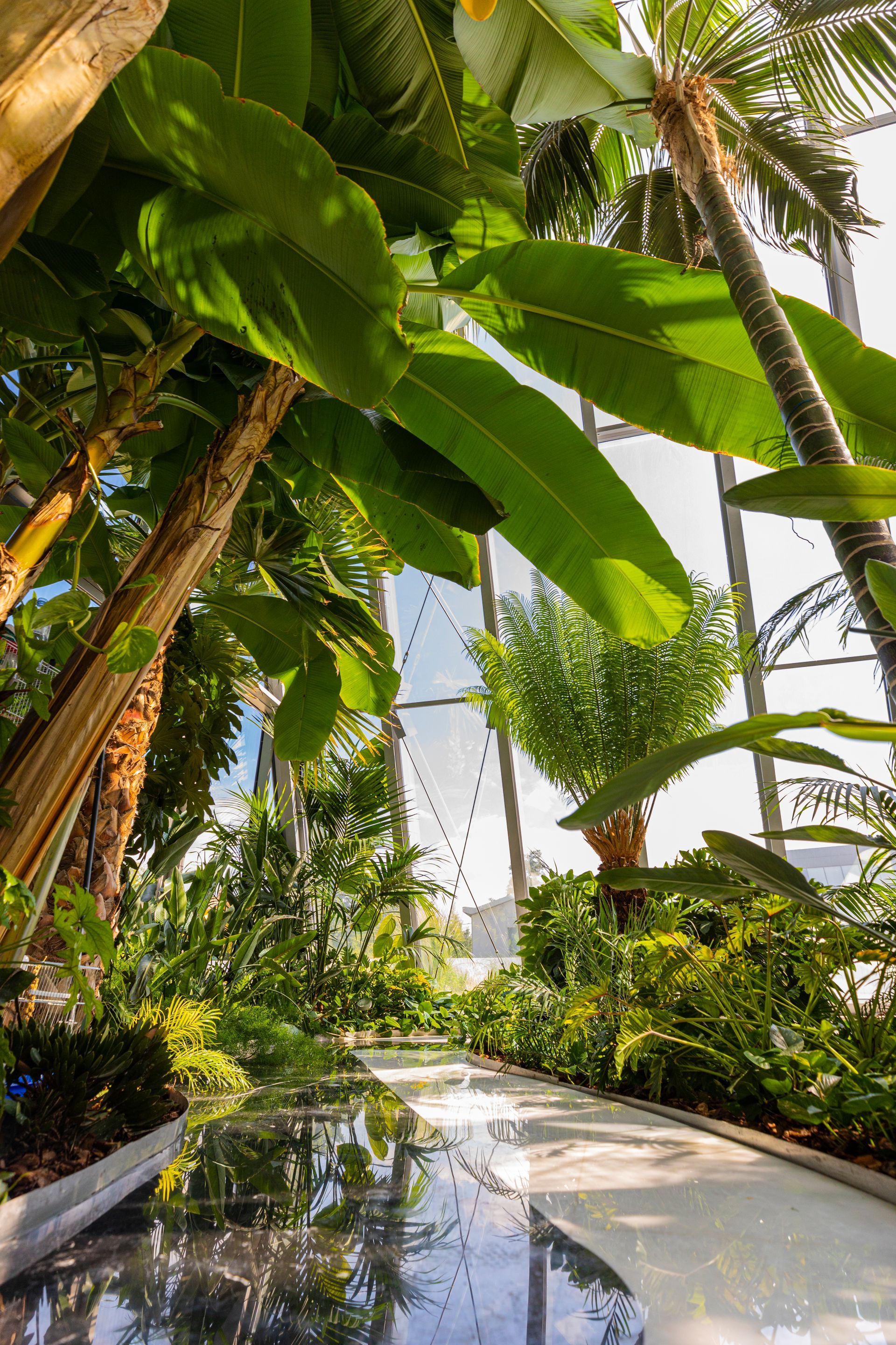 Lussureggiante giardino tropicale illuminato dal sole all'interno di una struttura in vetro, con una piscina riflettente e una vegetazione verde variegata.
