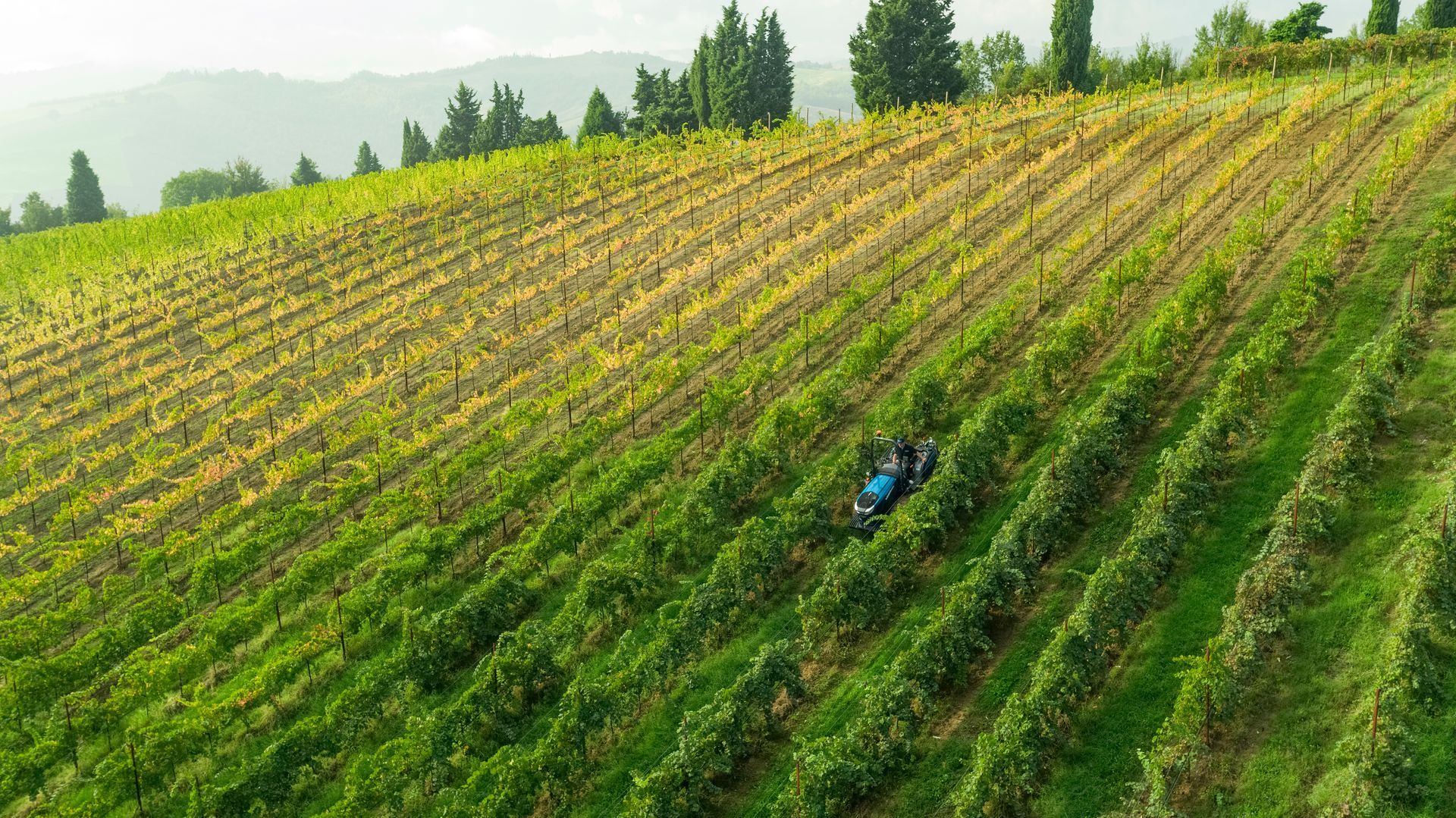 Vineyard on a hillside, rows of grapevines, two people working, green and yellow leaves, trees in the background.