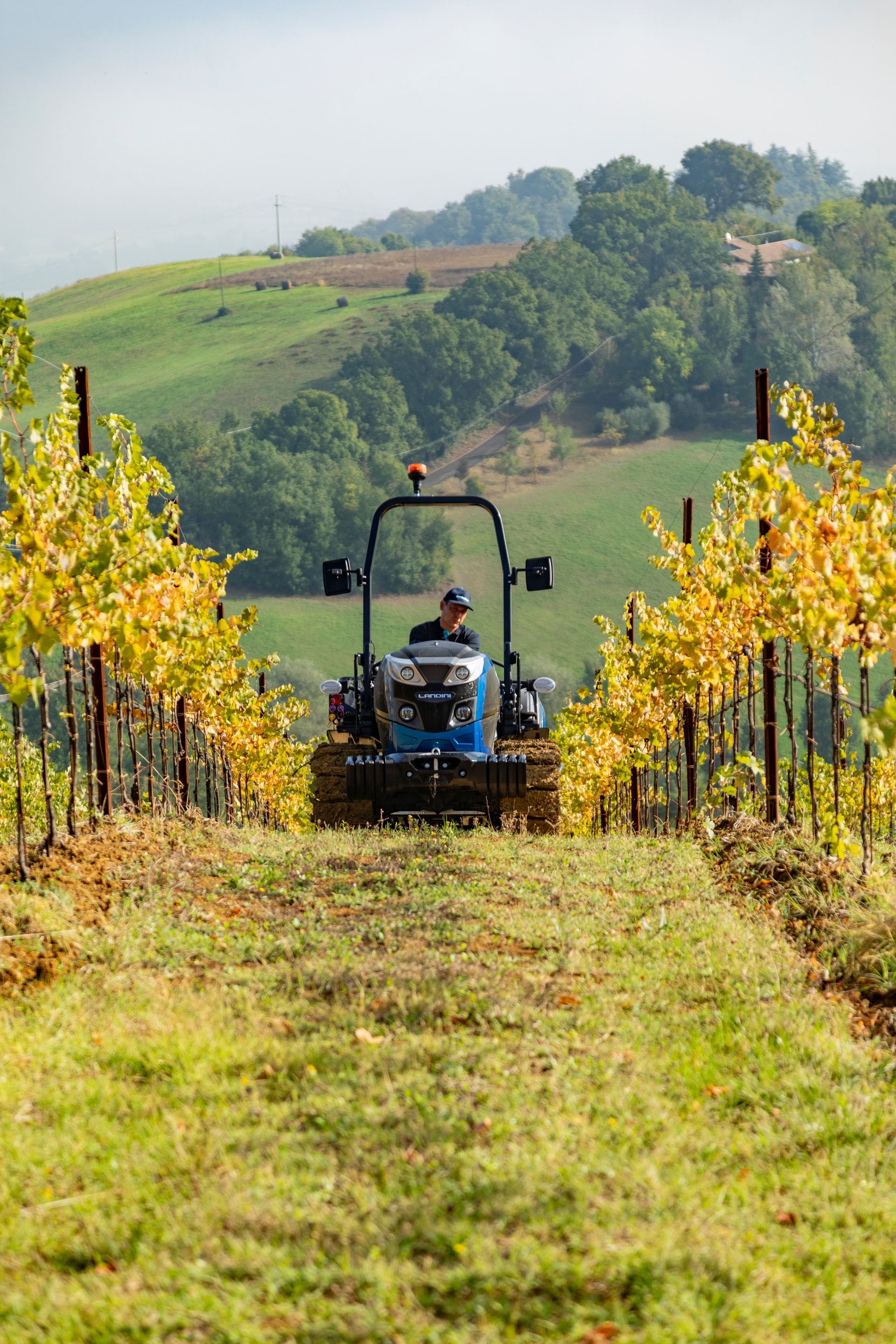 Blue tractor in a vineyard, person driving. Golden leaves, green hill in the background.