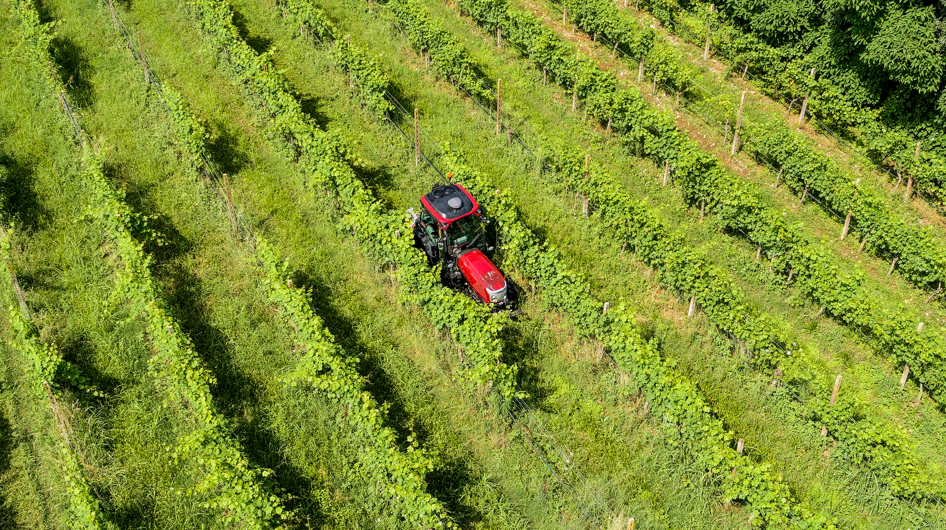 Red tractor in a vineyard, cutting grass between rows of green vines on a sunny day.