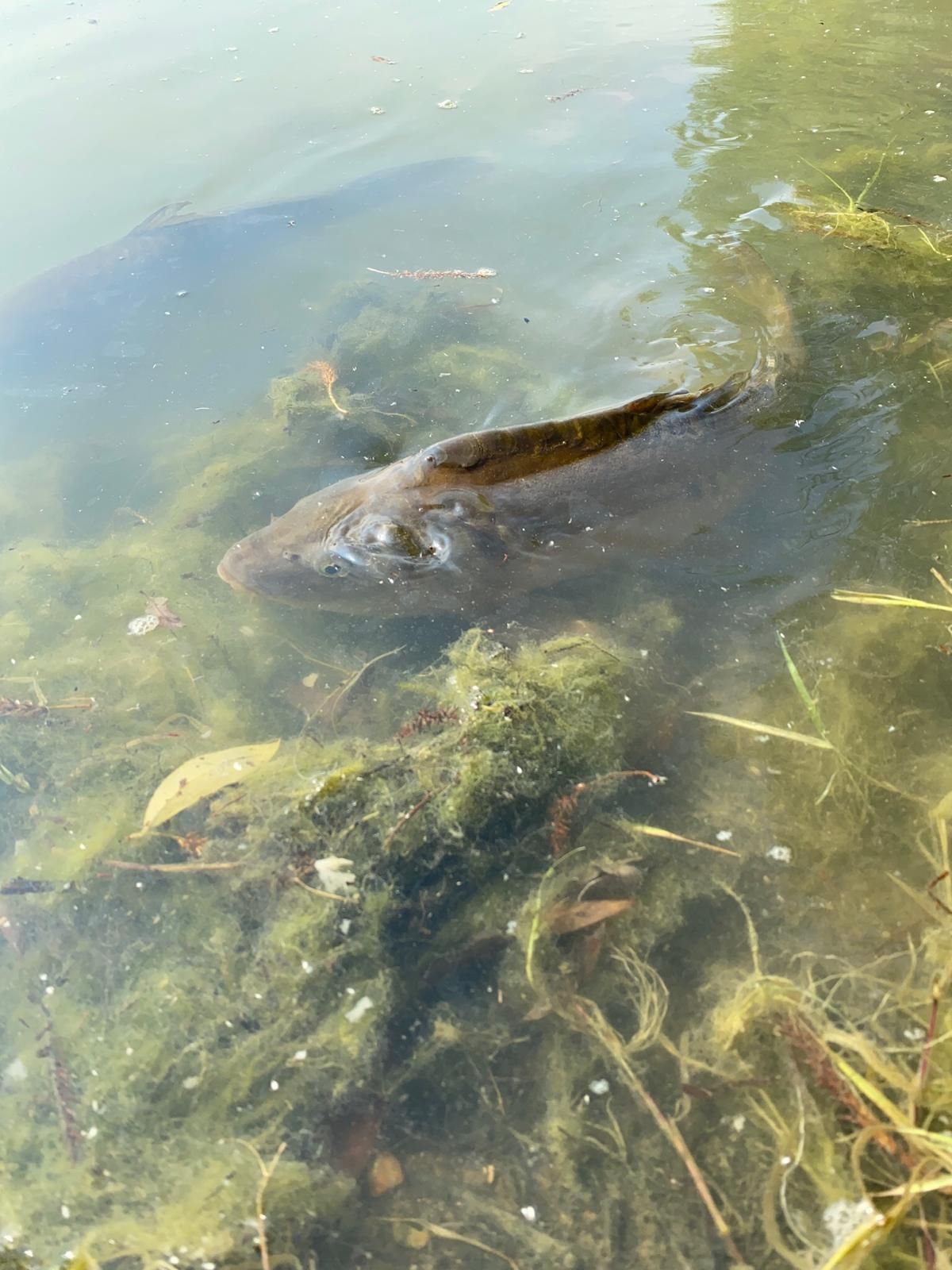 Carp fishing