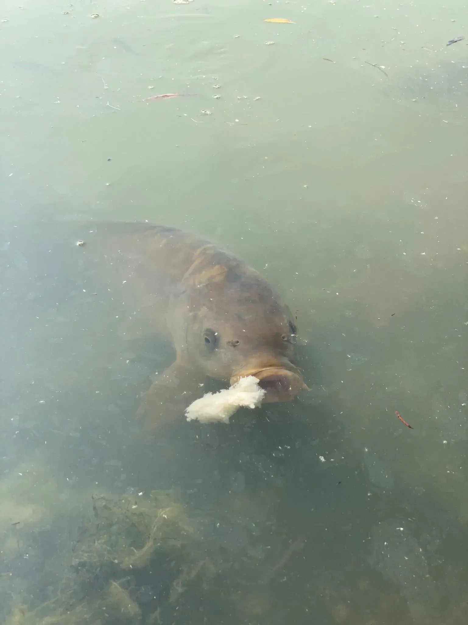 Carp fishing
