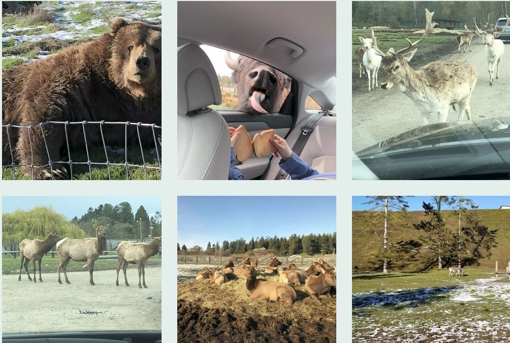 A bear near a fence, deer, and other animals interacting with people in a vehicle.