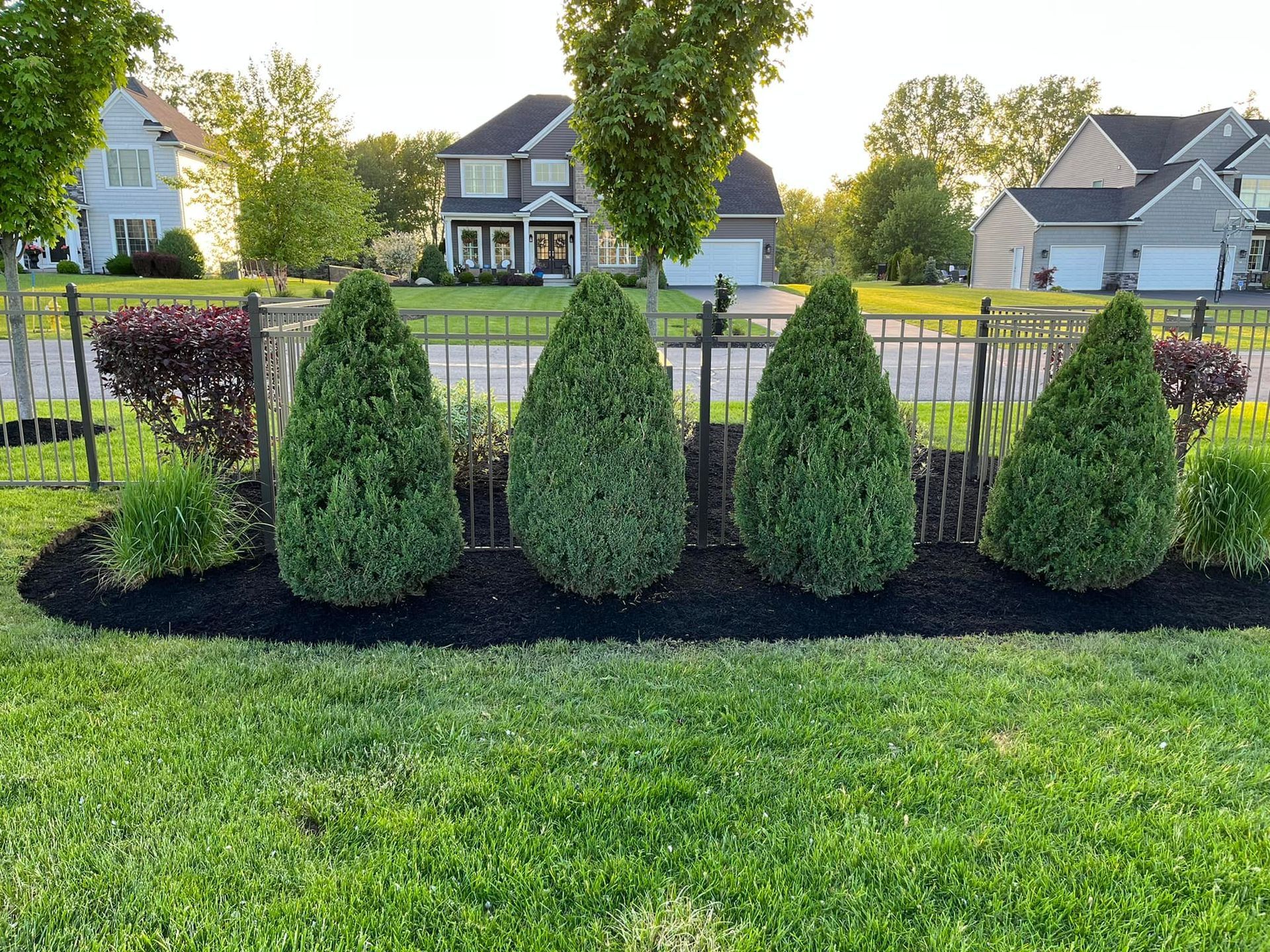 Neatly trimmed evergreen shrubs in a front yard garden along a street, with houses in the background