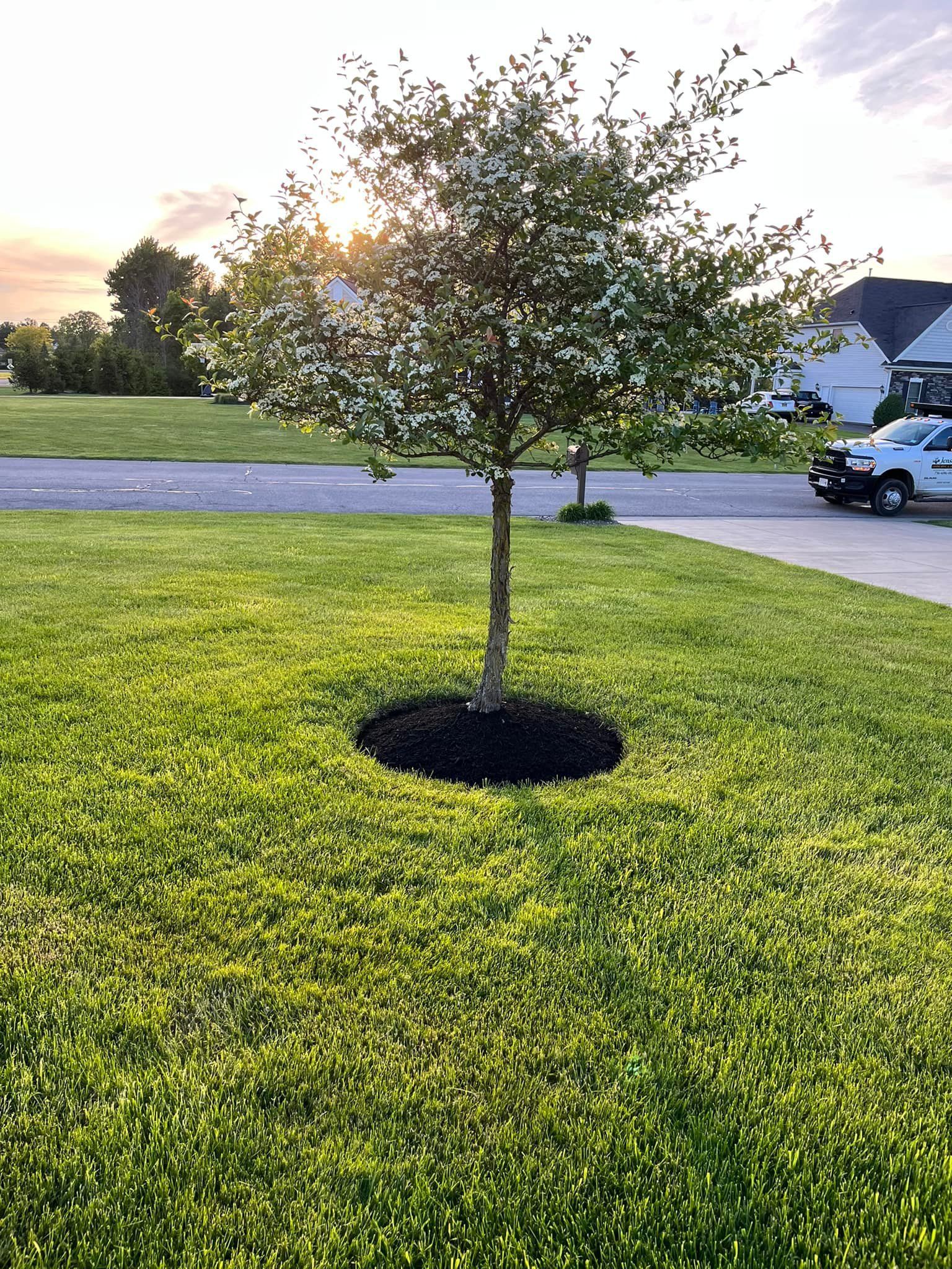 Small tree in a mulched ring on a green lawn at sunset, with a parked car and houses in the background