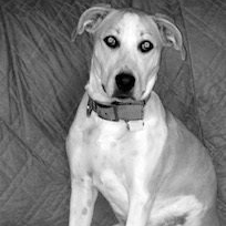 dog-on-couch