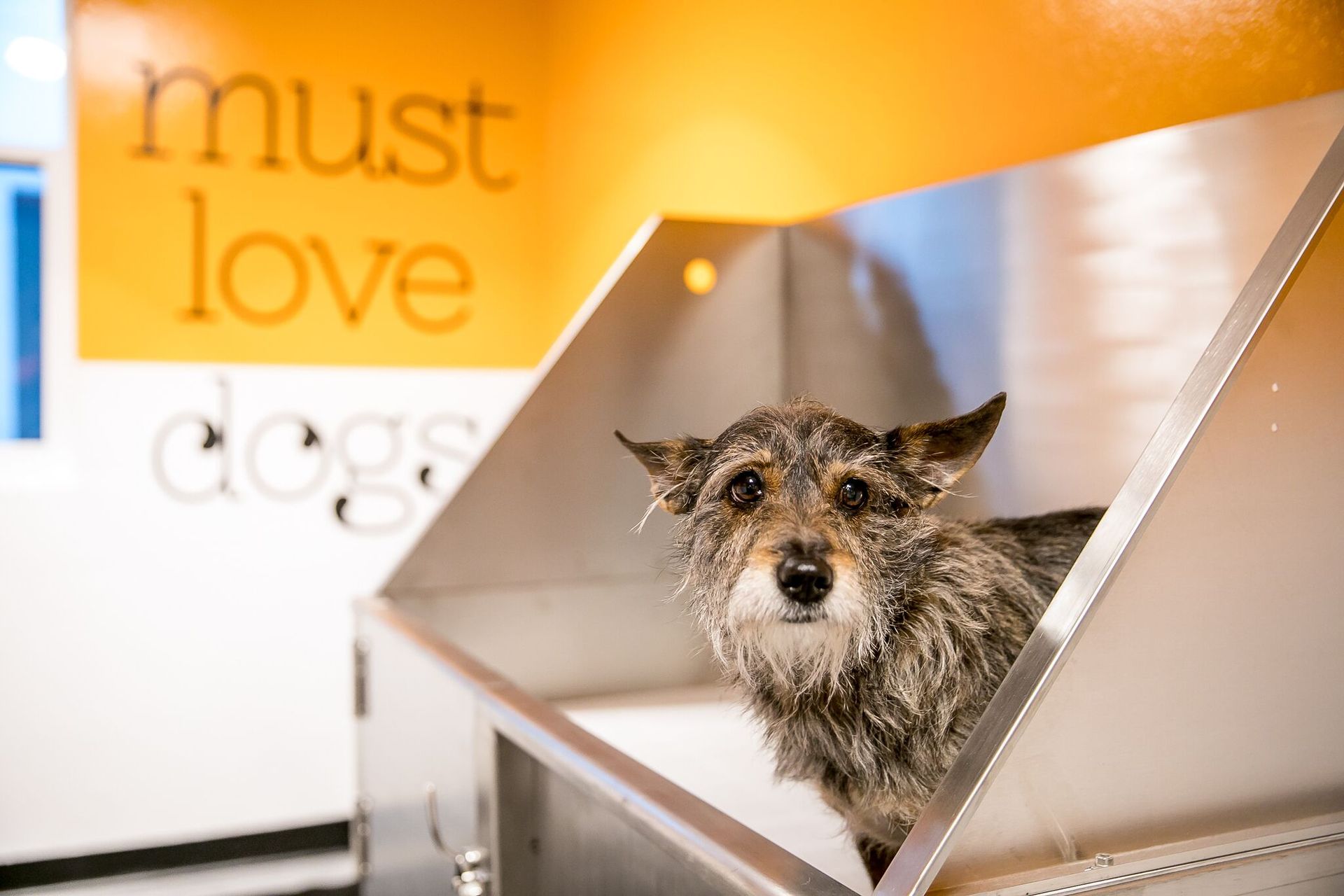 A scruffy dog sits in a stainless steel grooming tub in front of a wall with the words