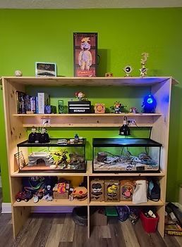 Wooden shelf with two aquariums, toys, books, and decor against a bright green wall.