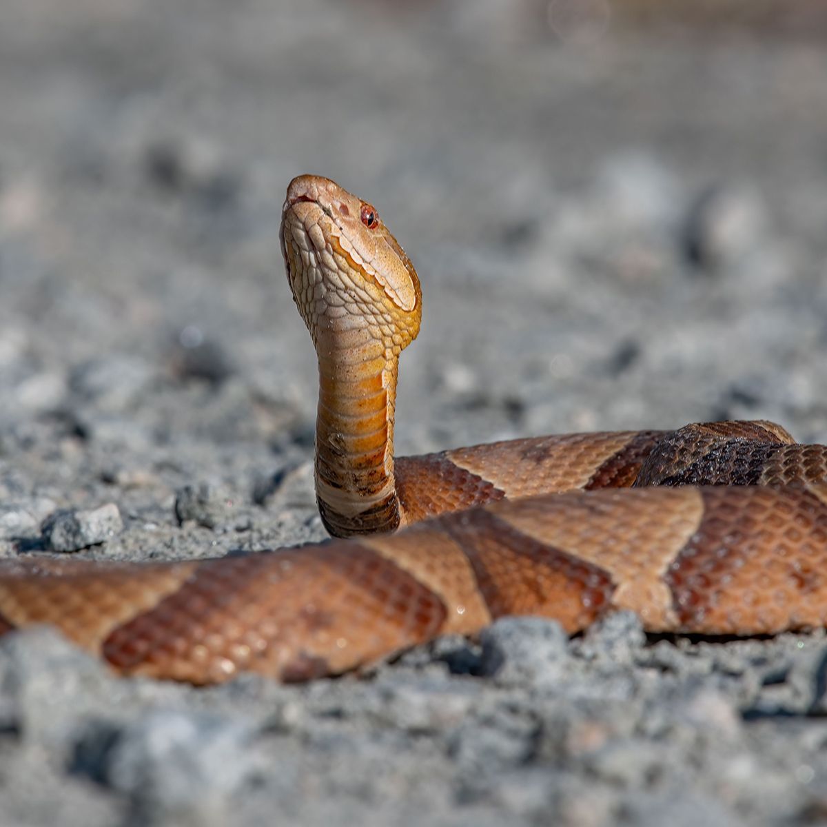 snake removal