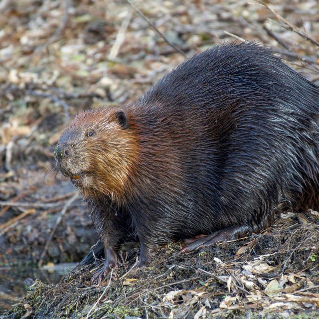 Beaver Removal
