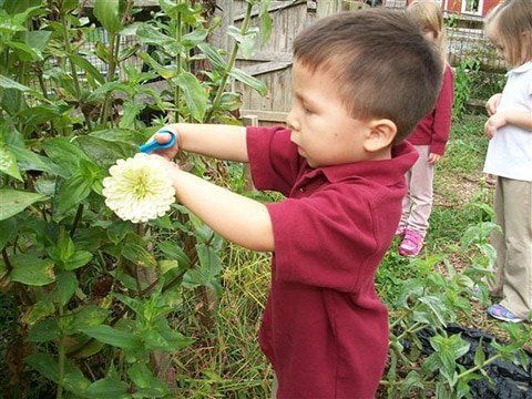 A young boy in a red shirt is cutting a flower with scissors