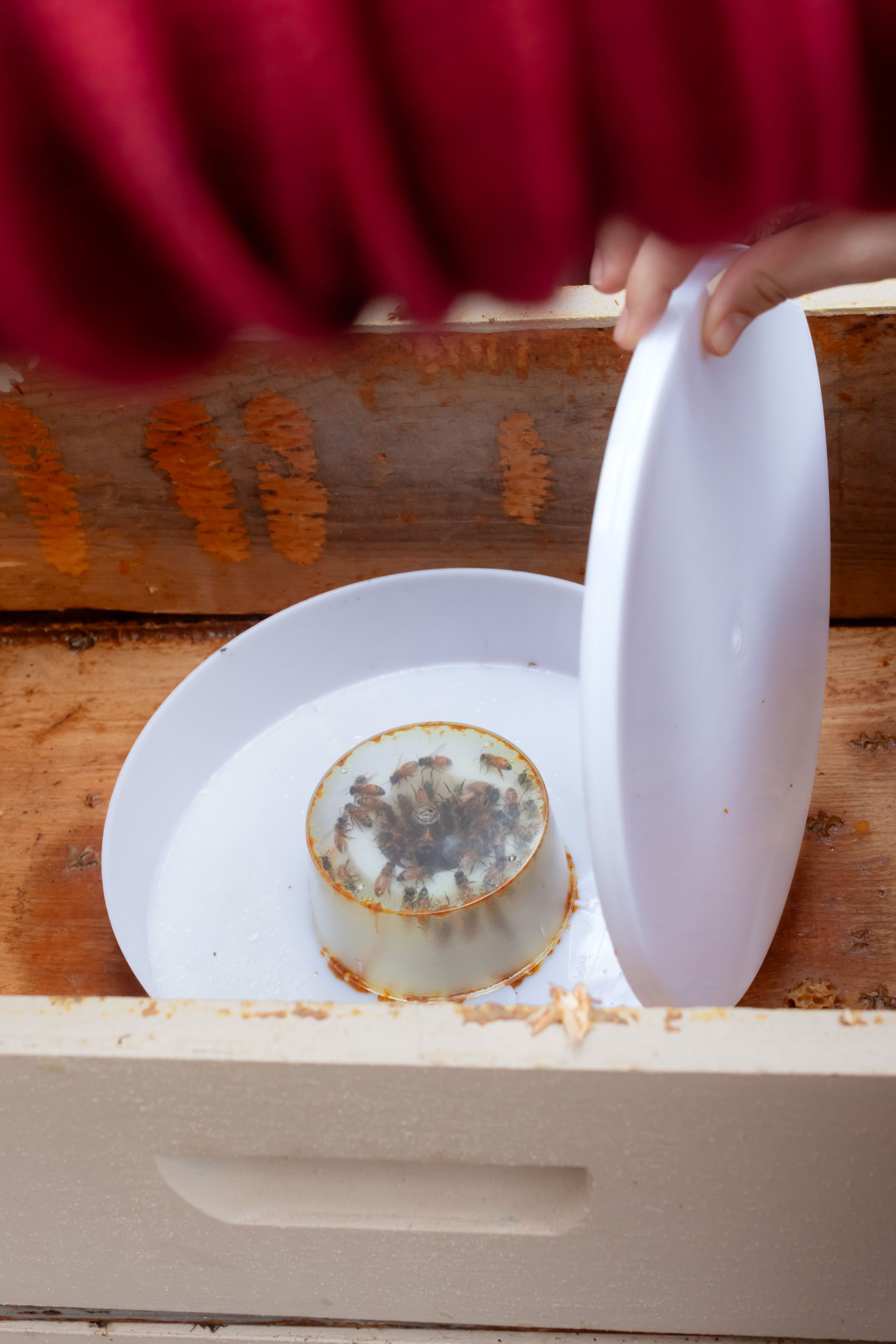 A container with caterpillars in their chrysalii in a white tray.