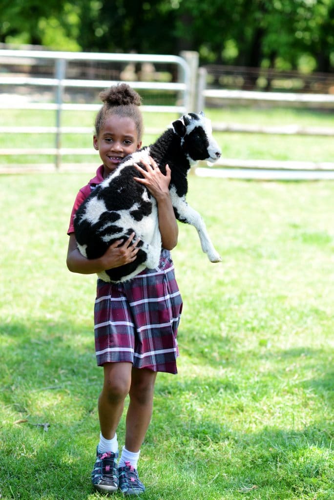 A little girl is holding a baby goat in her arms.