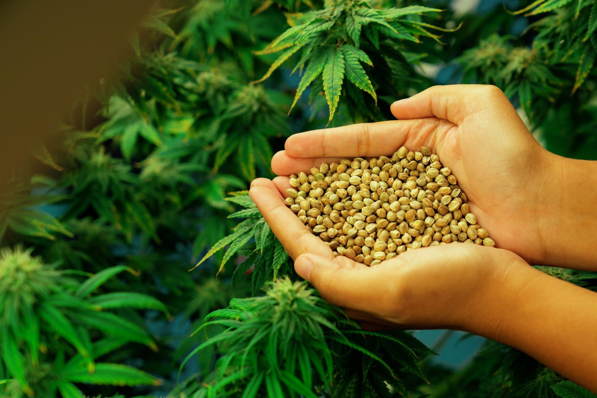 Closeup top view hands holding a heap of cannabis.